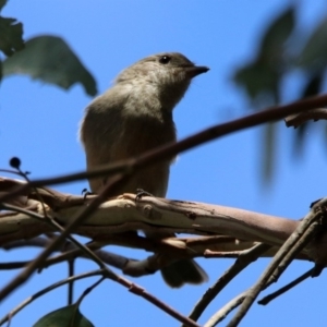 Pachycephala pectoralis at Fyshwick, ACT - 14 Feb 2020