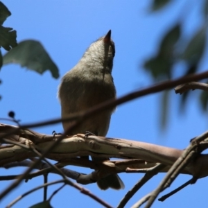 Pachycephala pectoralis at Fyshwick, ACT - 14 Feb 2020