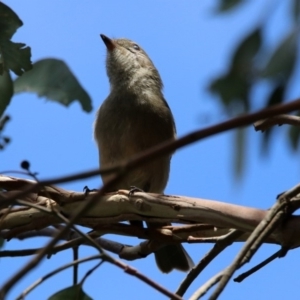 Pachycephala pectoralis at Fyshwick, ACT - 14 Feb 2020