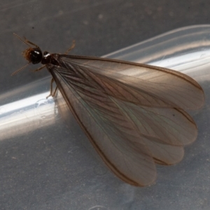 Termitoidae (informal group) at Symonston, ACT - 15 Feb 2020