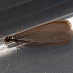 Termitoidae (informal group) at Symonston, ACT - 15 Feb 2020