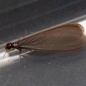 Termitoidae (informal group) at Symonston, ACT - 15 Feb 2020