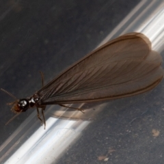 Termitoidae (informal group) at Symonston, ACT - 15 Feb 2020