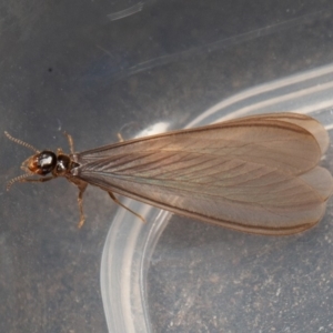 Termitoidae (informal group) at Symonston, ACT - 15 Feb 2020