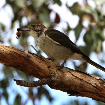 Cracticus torquatus (Grey Butcherbird) at Fyshwick, ACT - 14 Feb 2020 by RodDeb