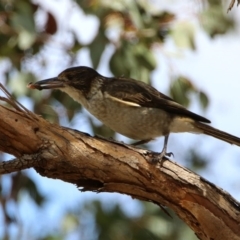 Cracticus torquatus at Fyshwick, ACT - 14 Feb 2020