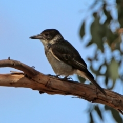 Cracticus torquatus at Fyshwick, ACT - 14 Feb 2020