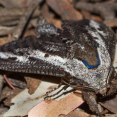 Endoxyla encalypti (Wattle Goat Moth) at Black Mountain - 9 Nov 2017 by Thommo17