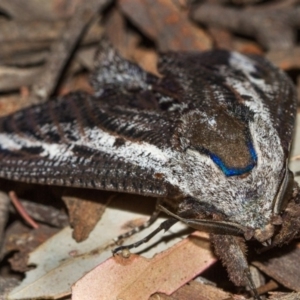 Endoxyla encalypti at Hackett, ACT - 9 Nov 2017