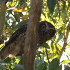 Ninox boobook (Southern Boobook) at Manyana, NSW - 24 Dec 2011 by JulieL