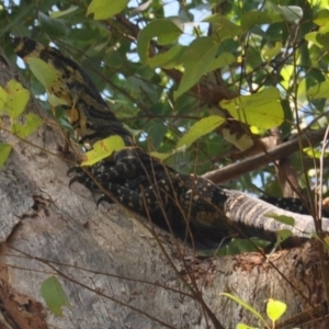 Varanus varius at Manyana, NSW - 24 Dec 2011