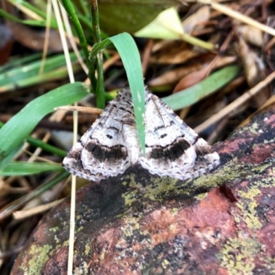 Gastrina cristaria (Wave-lined Geometrid) at Aranda, ACT - 15 Feb 2020 by KMcCue