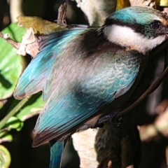 Todiramphus sanctus (Sacred Kingfisher) at Lake Conjola, NSW - 13 Feb 2020 by JulieL