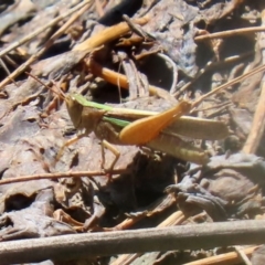 Schizobothrus flavovittatus (Disappearing Grasshopper) at Fyshwick, ACT - 14 Feb 2020 by RodDeb