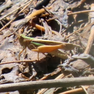 Schizobothrus flavovittatus at Fyshwick, ACT - 14 Feb 2020