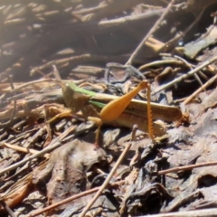 Schizobothrus flavovittatus at Fyshwick, ACT - 14 Feb 2020