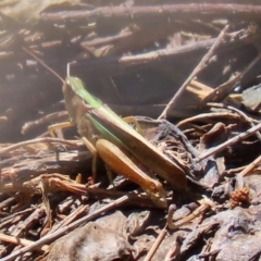 Schizobothrus flavovittatus at Fyshwick, ACT - 14 Feb 2020