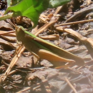 Schizobothrus flavovittatus at Fyshwick, ACT - 14 Feb 2020 12:51 PM