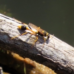 Sceliphron laetum (Common mud dauber wasp) at Jerrabomberra Wetlands - 14 Feb 2020 by RodDeb