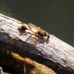 Sceliphron laetum (Common mud dauber wasp) at Fyshwick, ACT - 14 Feb 2020 by RodDeb