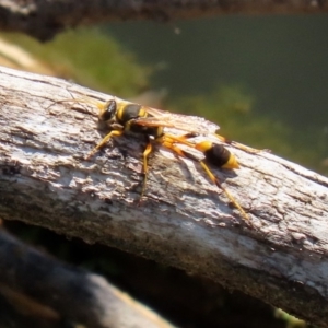 Sceliphron laetum at Fyshwick, ACT - 14 Feb 2020 01:47 PM