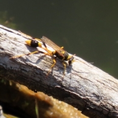 Sceliphron laetum at Fyshwick, ACT - 14 Feb 2020