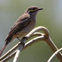 Caligavis chrysops (Yellow-faced Honeyeater) at Jerrabomberra Wetlands - 14 Feb 2020 by RodDeb