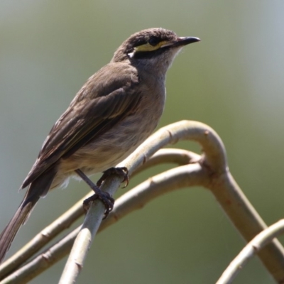 Caligavis chrysops (Yellow-faced Honeyeater) at Fyshwick, ACT - 14 Feb 2020 by RodDeb