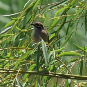 Caligavis chrysops at Fyshwick, ACT - 14 Feb 2020