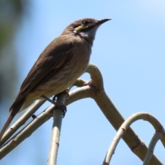 Caligavis chrysops at Fyshwick, ACT - 14 Feb 2020