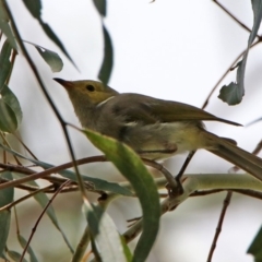 Ptilotula penicillata (White-plumed Honeyeater) at Jerrabomberra Wetlands - 14 Feb 2020 by RodDeb