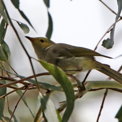 Ptilotula penicillata (White-plumed Honeyeater) at Jerrabomberra Wetlands - 14 Feb 2020 by RodDeb