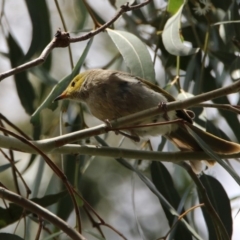 Ptilotula penicillata at Fyshwick, ACT - 14 Feb 2020