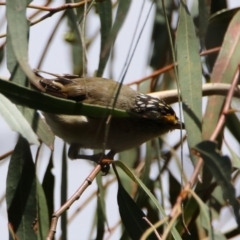 Pardalotus striatus (Striated Pardalote) at Fyshwick, ACT - 14 Feb 2020 by RodDeb