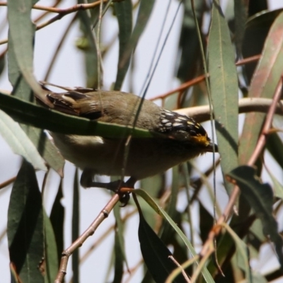 Pardalotus striatus (Striated Pardalote) at Fyshwick, ACT - 14 Feb 2020 by RodDeb