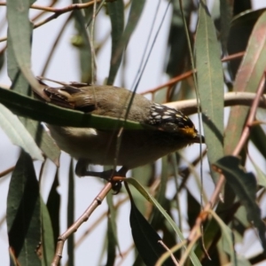 Pardalotus striatus at Fyshwick, ACT - 14 Feb 2020