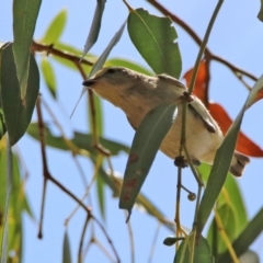 Pardalotus striatus at Fyshwick, ACT - 14 Feb 2020