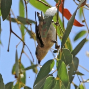 Pardalotus striatus at Fyshwick, ACT - 14 Feb 2020 11:38 AM