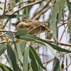 Pardalotus striatus at Fyshwick, ACT - 14 Feb 2020 11:38 AM