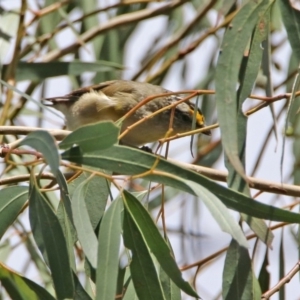 Pardalotus striatus at Fyshwick, ACT - 14 Feb 2020