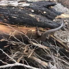 Egernia saxatilis intermedia (Black Rock Skink) at Nadgee Nature Reserve - 15 Feb 2020 by MickBettanin