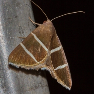 Grammodes justa at Hackett, ACT - 11 Dec 2017