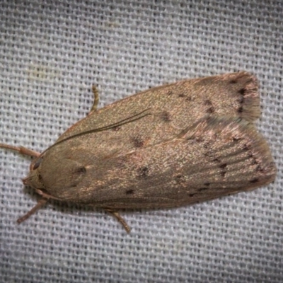 Heliocausta undescribed species (A Concealer moth (Wingia group)) at Hackett, ACT - 9 Nov 2017 by Thommo17