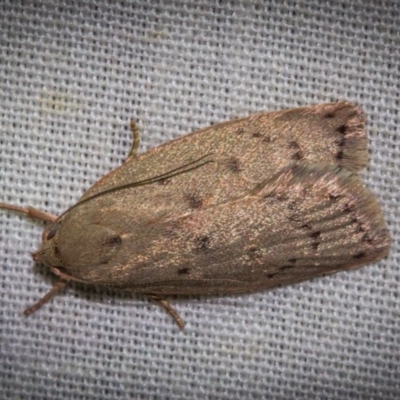 Heliocausta undescribed species (A concealer moth) at Hackett, ACT - 9 Nov 2017 by Thommo17