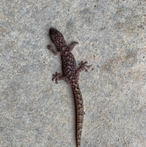 Christinus marmoratus at Murrumbateman, NSW - 9 Feb 2020 11:32 AM