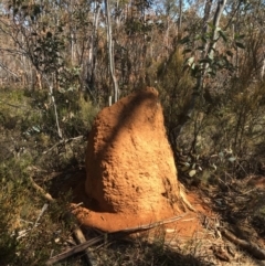 Coptotermes sp. (genus) (Termite) at Mount Clear, ACT - 22 Sep 2019 by alex_watt