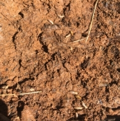 Coptotermes sp. (genus) at Mount Clear, ACT - suppressed