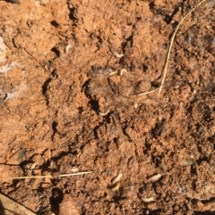 Coptotermes sp. (genus) at Mount Clear, ACT - suppressed