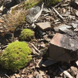 Scleranthus biflorus at Mount Clear, ACT - 22 Sep 2019