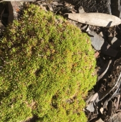 Scleranthus biflorus at Mount Clear, ACT - 22 Sep 2019 02:16 PM